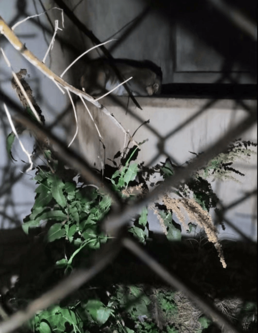 费城联II队vs奥兰多城B队_“废弃动物园”的一只猴子与两只豪猪费城联II队vs奥兰多城B队,被改变的命运背后|红星特稿