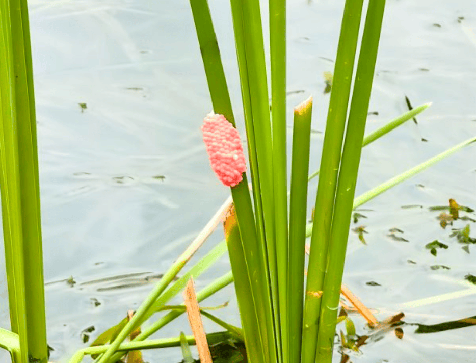 皇冠信用网代理注册_别吃皇冠信用网代理注册，寄生虫多达上千条！武汉公园连夜清出130多斤