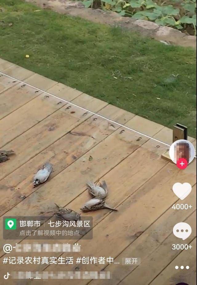 皇冠体育App下载_一群麻雀飞着飞着纷纷坠亡皇冠体育App下载，林业部门：可能是中毒了，将联合公安调查