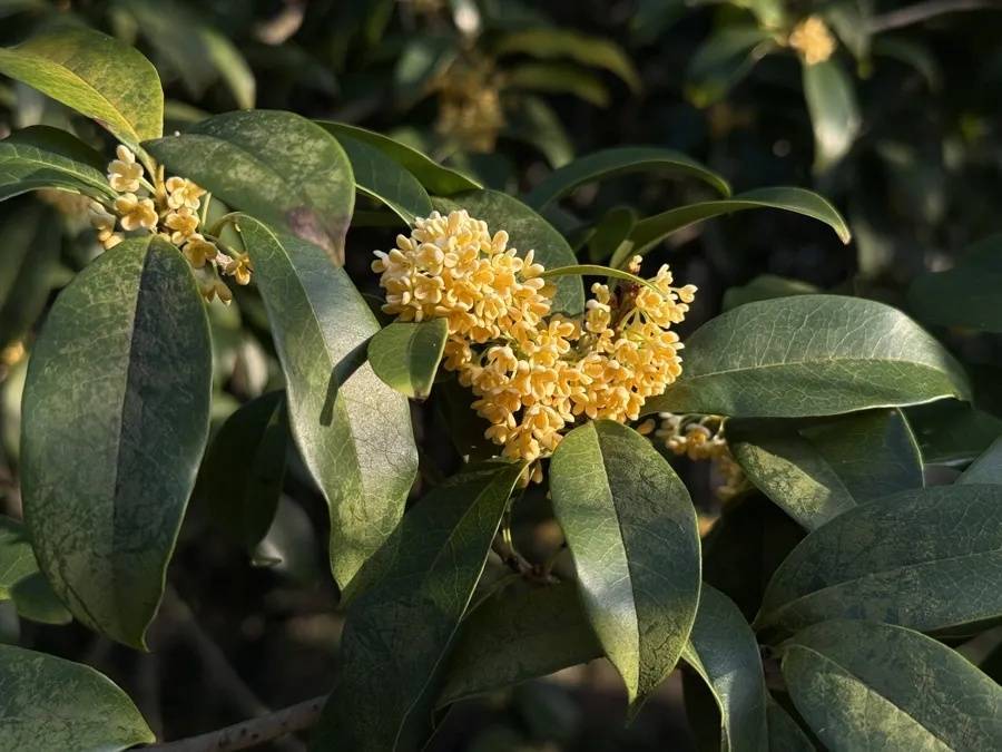 皇冠信用網代理如何注册_上海天气大反转！雨水+冷空气来袭皇冠信用網代理如何注册，气温将骤降...“差不多行了，再热就不礼貌了”