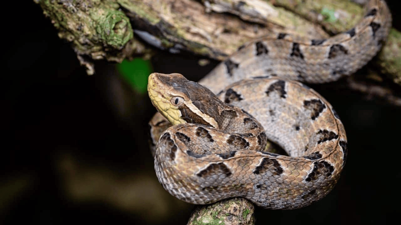 皇冠信用网注册开户_泰国女子在ATM机取钱皇冠信用网注册开户，取款口突然窜出一条蛇